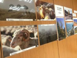Ampliar foto: Exposicin fotogrfica sobre la trashumancia en el Colegio de Veterinarios de Zaragoza