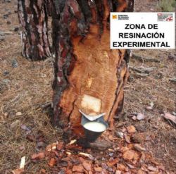 Ampliar foto: Jornada sobre resinacin en los montes de Teruel